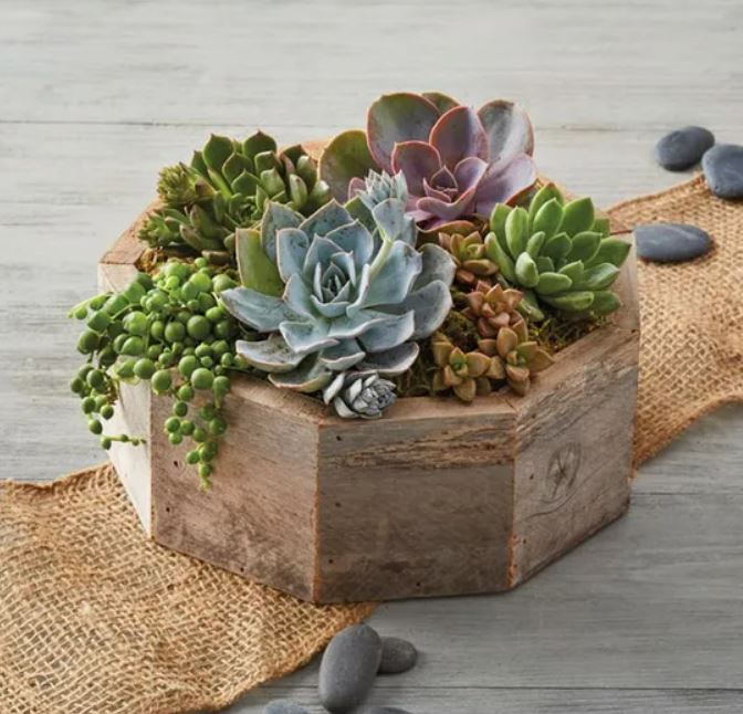 succulent plant green